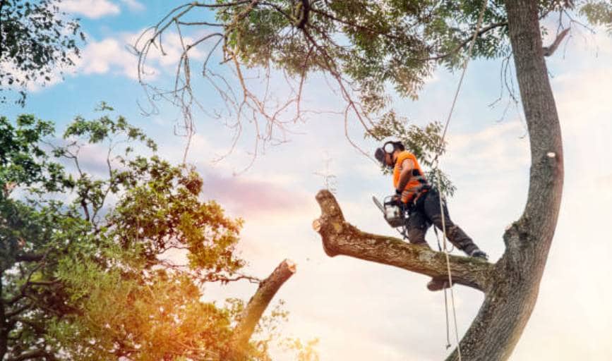 Krause Tree Service